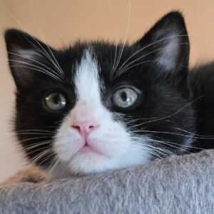 Gattina 2 mesi