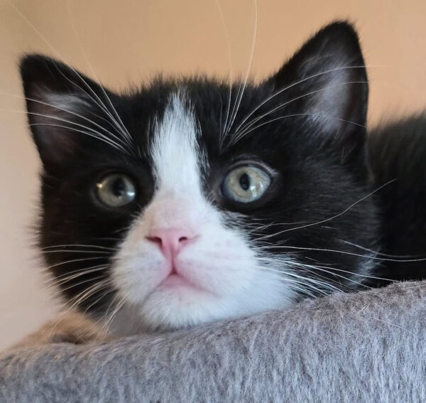 Gattina 2 mesi