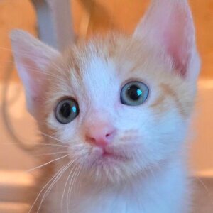 Gattina 2 mesi