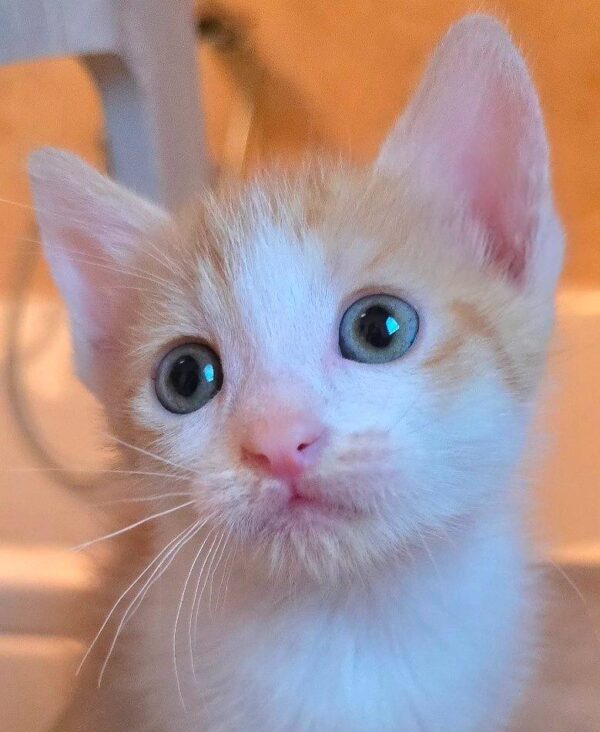 Gattina 2 mesi