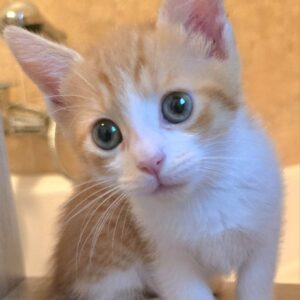 Gattina 2 mesi