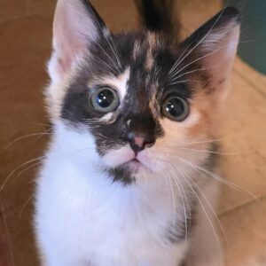 Gattina 2 mesi