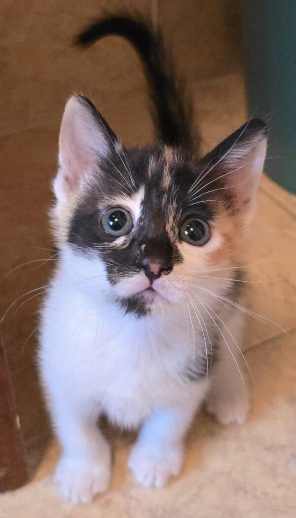 Gattina 2 mesi