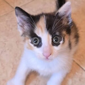 Gattina 2 mesi
