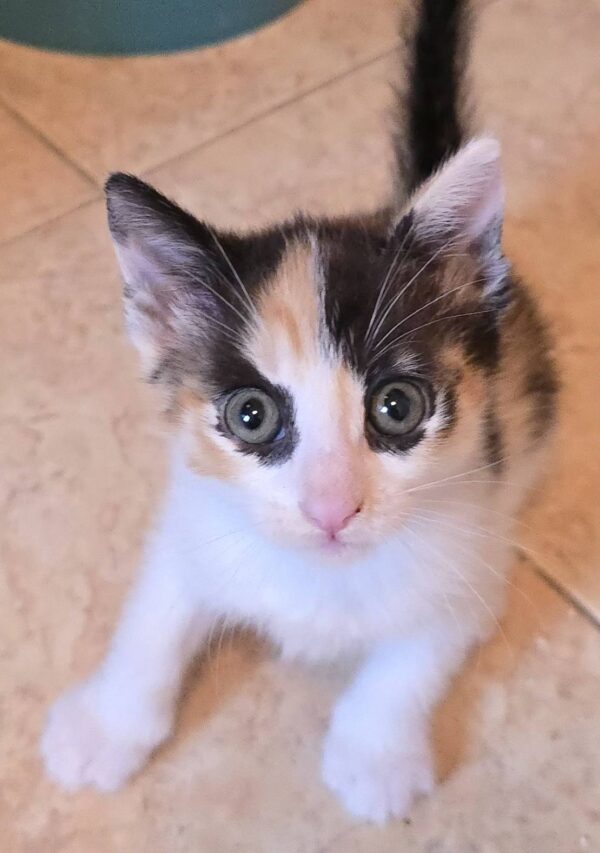 Gattina 2 mesi