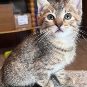 Gattina 2 mesi