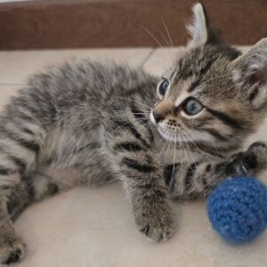 Gattino 2 mesi