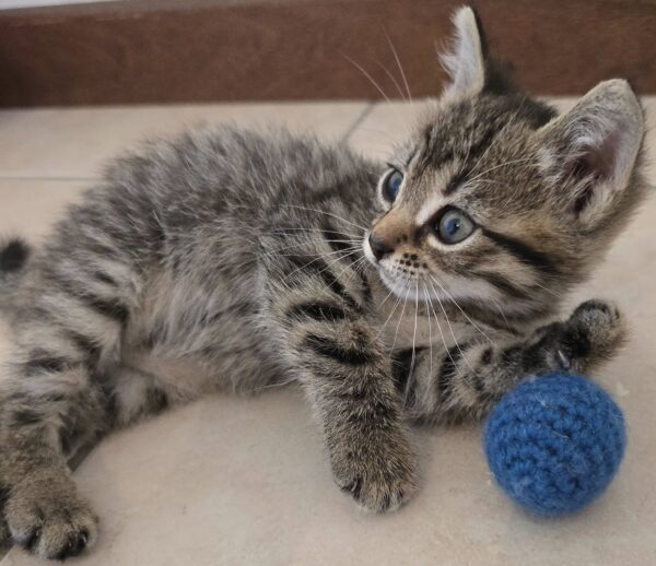 Gattino 2 mesi