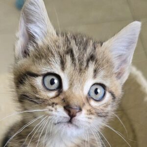 Gattino 2 mesi