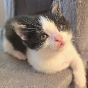 Gattino 2 mesi