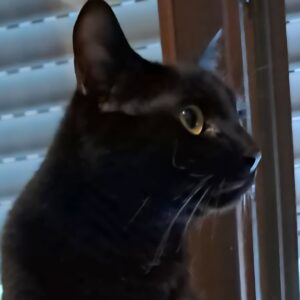 MERLINO