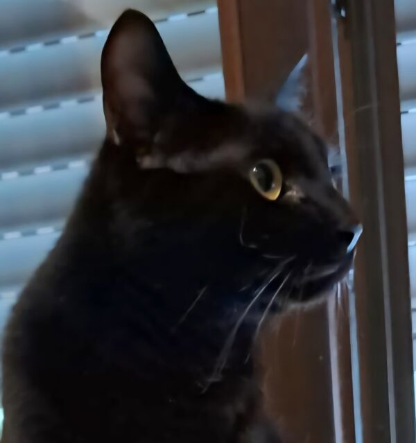 MERLINO
