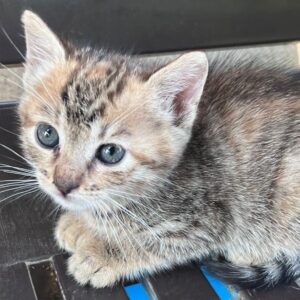 Gattina 2 mesi
