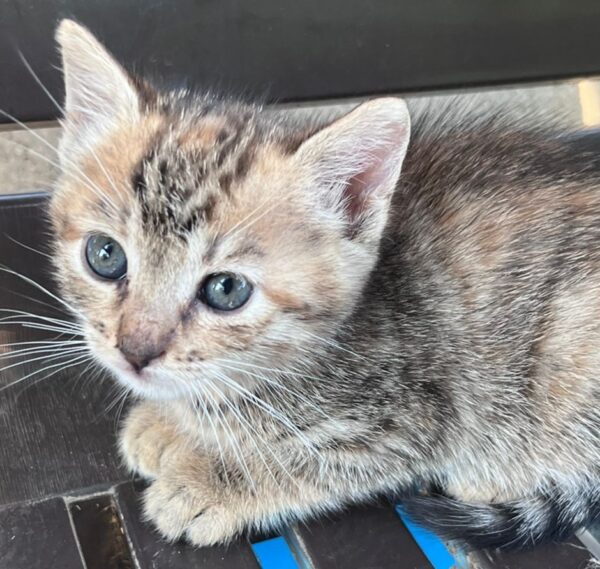 Gattina 2 mesi