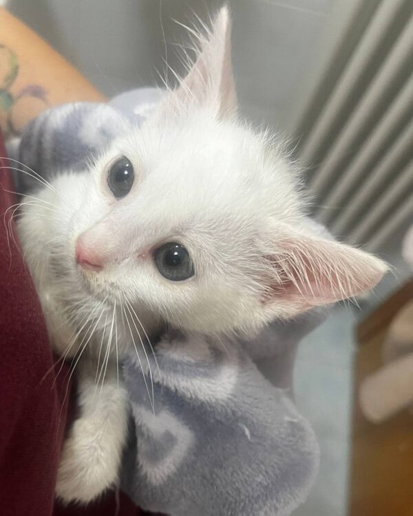 Gattina 2 mesi