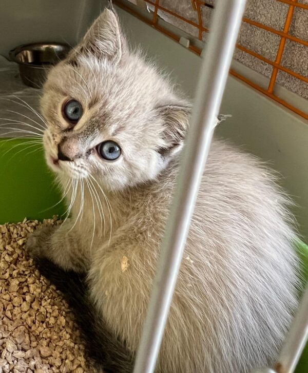 Gattina 2 mesi