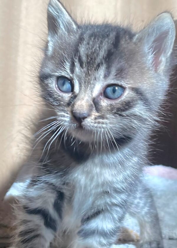 Gattino 2 mesi