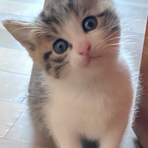 Gattino 2 mesi