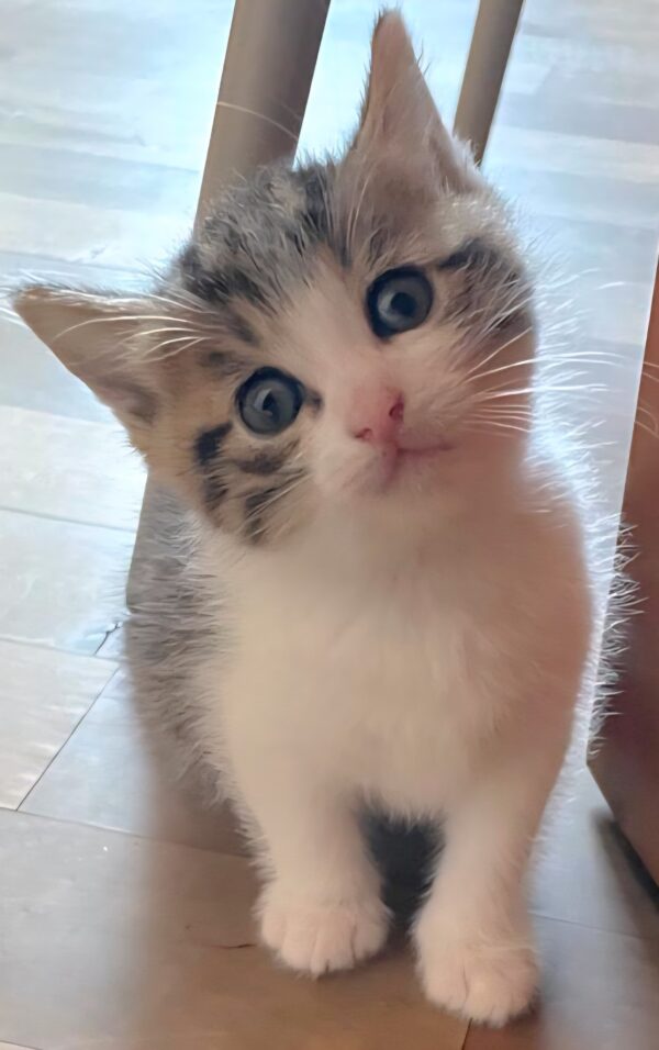 Gattino 2 mesi