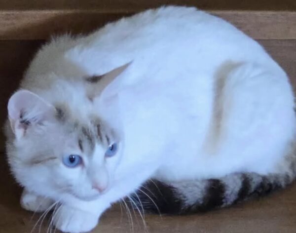 MICIO