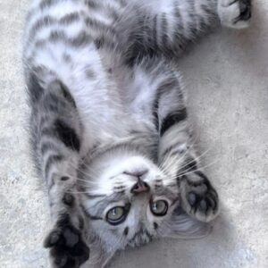 CUCCIOLI!!!